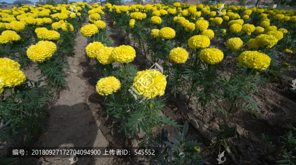 萬壽菊