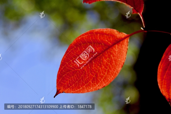 一葉知秋