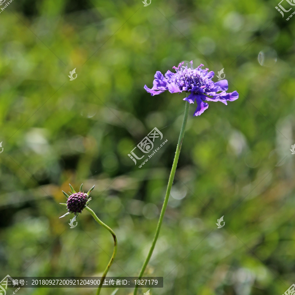 華北藍盆花
