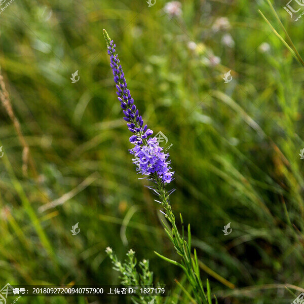 水蔓菁-匯圖網(wǎng) www.fosd68.com 水蔓菁
