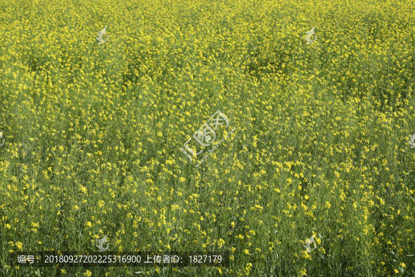 一片小黃花