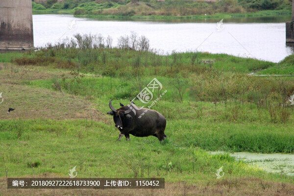 飛鳥戲牛