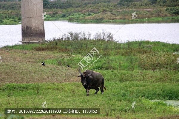 飛鳥(niǎo)戲牛