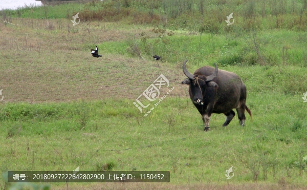 河邊渡槽下飛鳥(niǎo)戲水牛