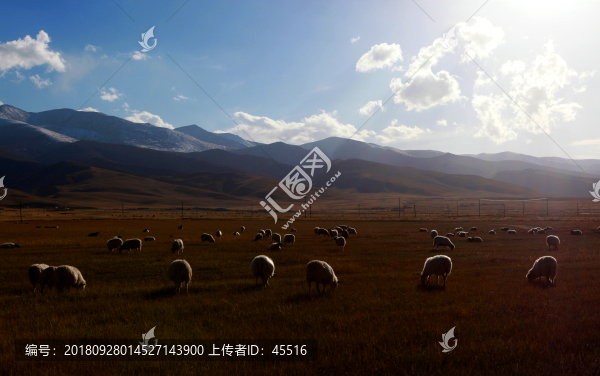 高原羊群