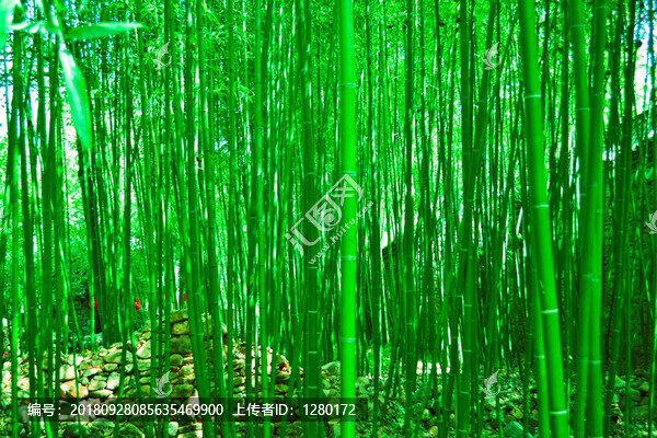 竹子