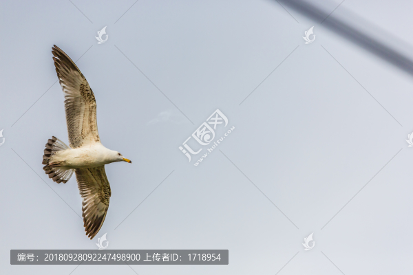 海鷗水禽飛鳥天空飛翔04