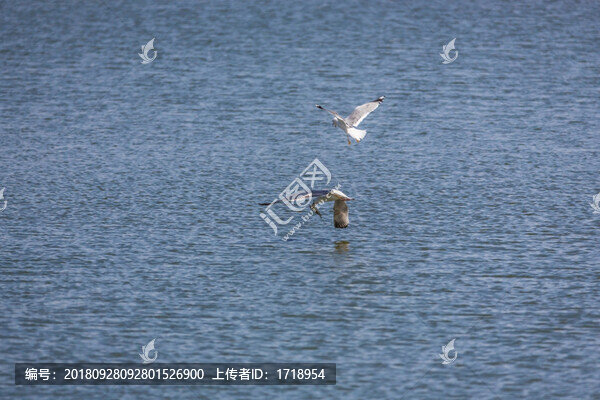 海鷗水禽飛鳥天空飛翔水面捕魚3