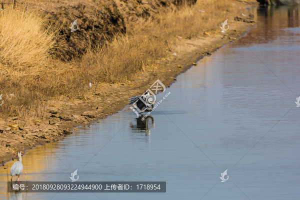 海鷗水禽飛鳥天空飛翔水面捕魚4