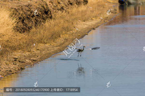 海鷗水禽飛鳥天空飛翔水面捕魚4
