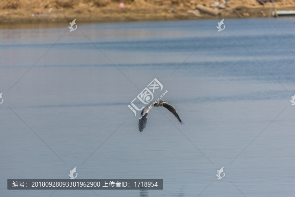 海鷗水禽飛鳥天空飛翔水面捕魚4