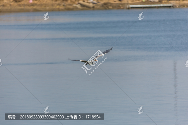 海鷗水禽飛鳥天空飛翔水面捕魚4
