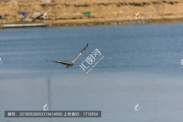 海鷗水禽飛鳥天空飛翔水面捕魚4