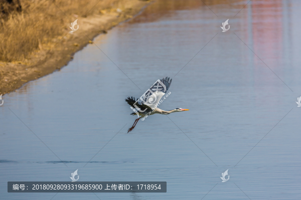 海鷗水禽飛鳥天空飛翔水面捕魚4