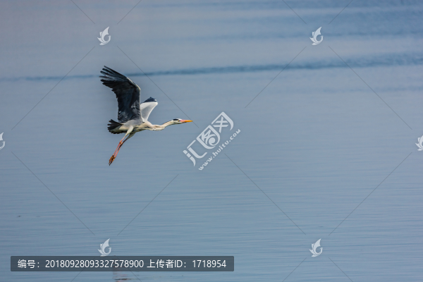 海鷗水禽飛鳥天空飛翔水面捕魚4