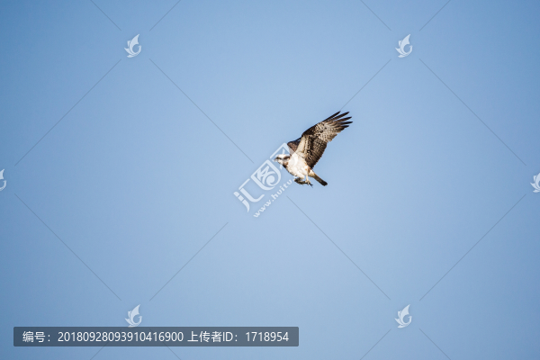 海鷗水禽飛鳥天空飛翔水面捕魚7