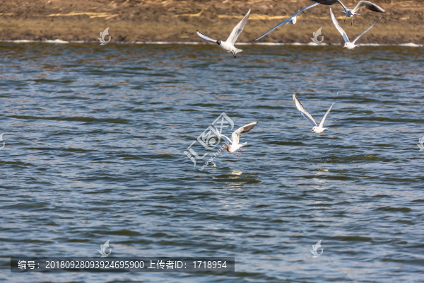 海鷗水禽飛鳥(niǎo)天空飛翔水面捕魚(yú)8