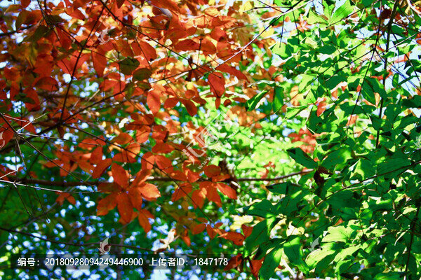 紅葉