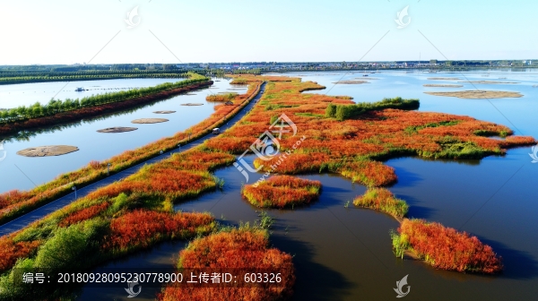 紅蓼