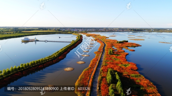 紅蓼