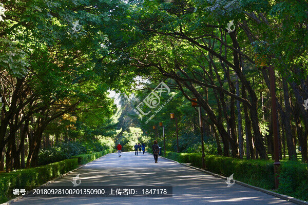 林蔭道