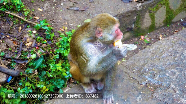 小精靈
