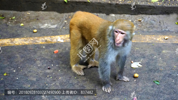小精靈
