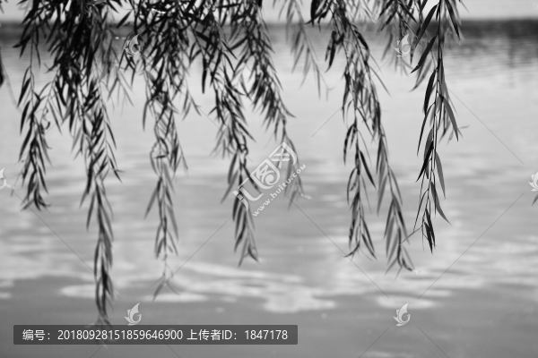 柳枝