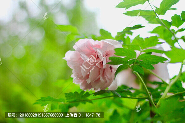 牡丹花