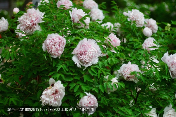 牡丹花