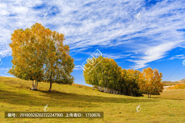 金秋時(shí)節(jié)圍場(chǎng)壩上的白樺林