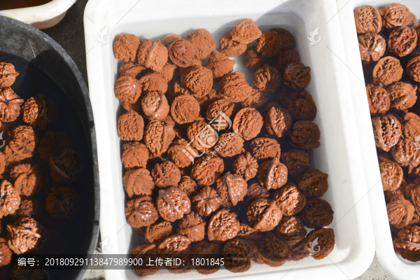 文玩核桃