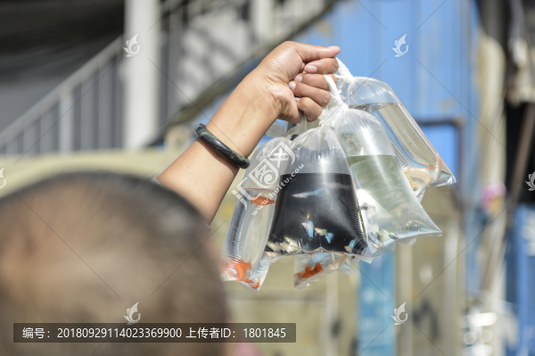 買賣熱帶魚