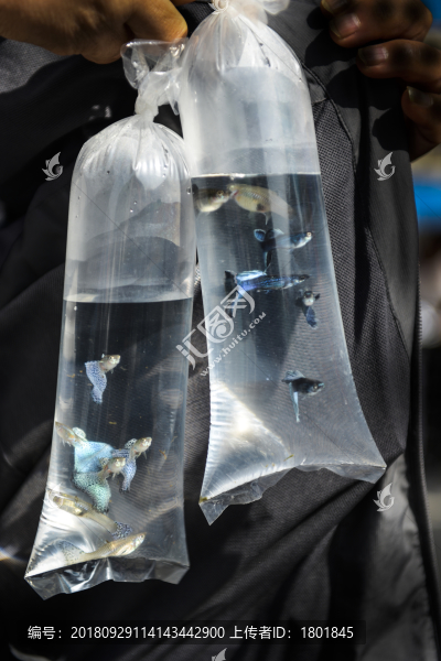 買賣熱帶魚(yú)