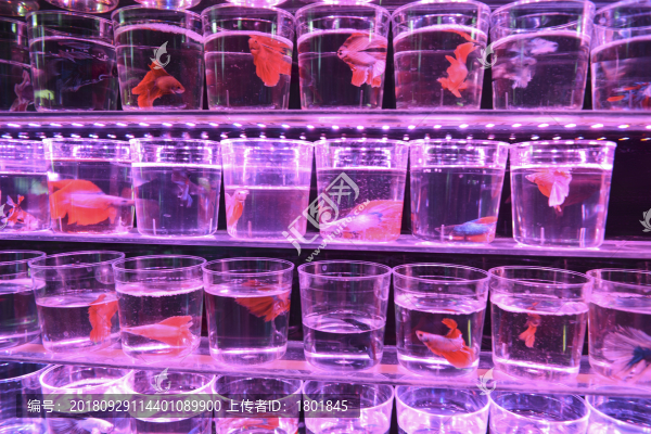 買賣熱帶魚