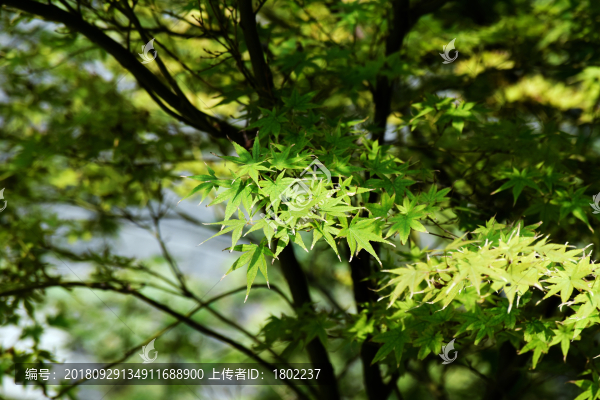 楓樹(shù)