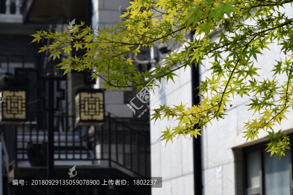 楓樹