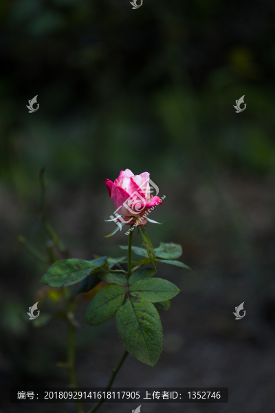 月季花