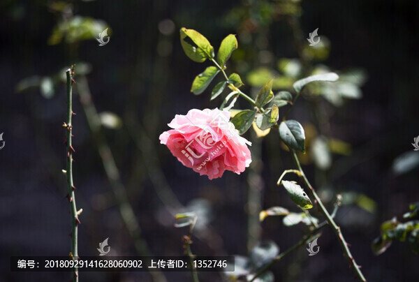 月季花
