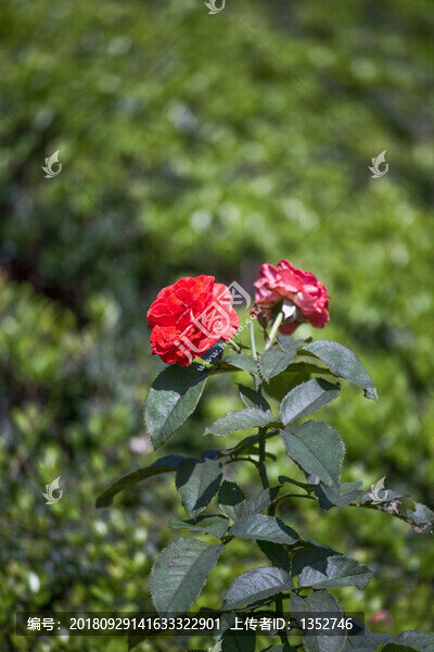 紅色月季花