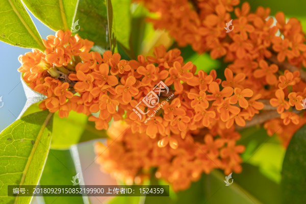 桂花樹