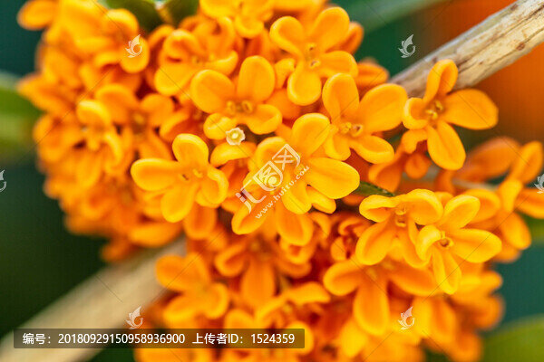 桂花樹