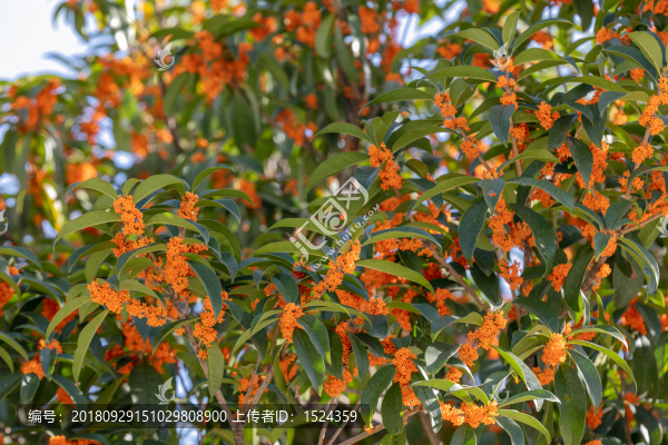 桂花樹
