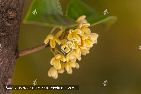 桂花
