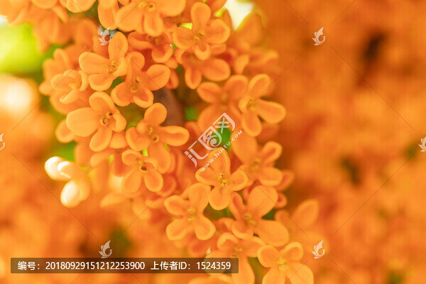 桂花