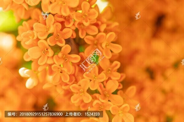 桂花