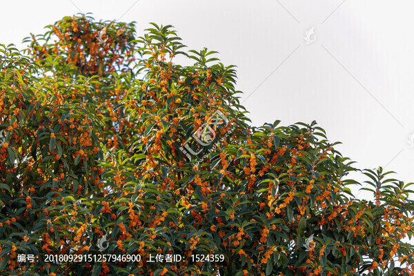 桂花