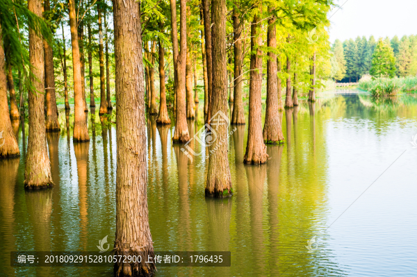 青西郊野公園水上森林