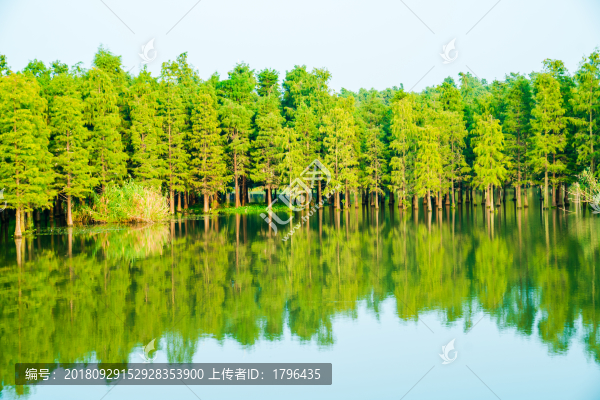 青西郊野公園水上森林