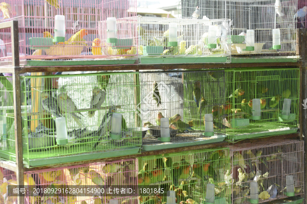 鸚鵡